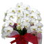 胡蝶蘭 大輪 白 3本立ち 27輪以上 選べる3色 花 ギフト