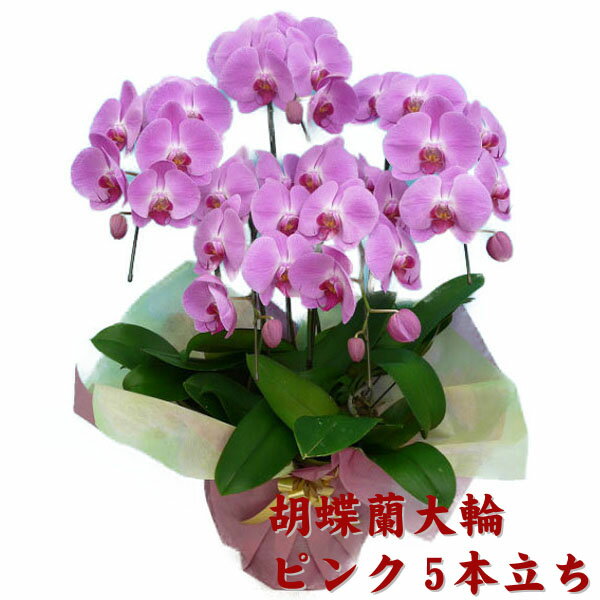 立蝴蝶蘭粉紅色5個37圈以上 日本廉價航空快遞 日本轉運 日本集運 台灣唯一不收材積費