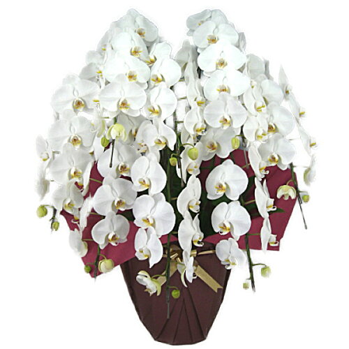 https://thumbnail.image.rakuten.co.jp/@0_mall/yoran/cabinet/phal/imgrc0071595272.jpg?_ex=500x500