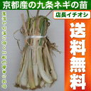 送料無料・干しねぎ(九条太)3kg【京都野菜九条太ネギ】【京野菜】【 05P24Jun13 】【RCP】 05P03Dec16