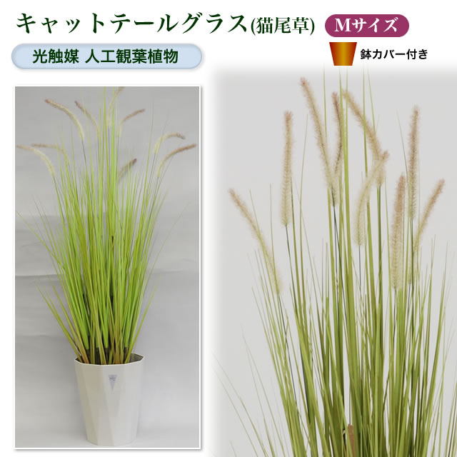 光触媒人工観葉植物M キャットテールグラス（猫尾草）鉢カバー付【鉢 ポット 室内 観葉 お…...:yorozuya-souko:10009935