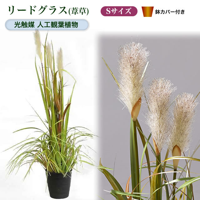 光触媒人工観葉植物S リードグラス（葦草）鉢カバー付【鉢 ポット 室内 観葉 おしゃれ 飾…...:yorozuya-souko:10009921