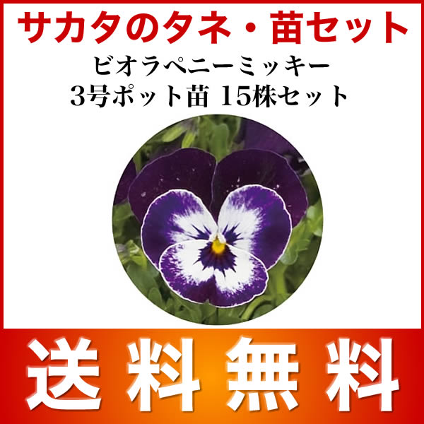 ビオラ 苗 F1ビビ アプリコットアンティーク 4株 色幅あり