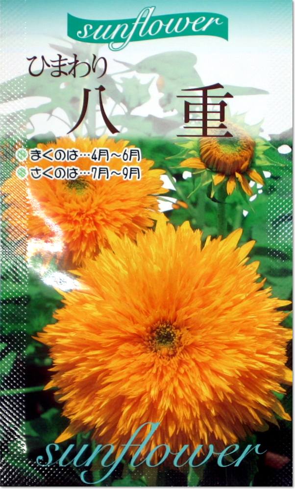 ひまわり八重の種（タネ）【マラソン1207P02】【RCPmara1207】【マラソン201207_生活】【SALE/セール】【全品最大75%オフ】花全体が細かなゴールデンイエローの花弁で覆われます！