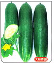 大和農園の加賀太胡瓜きゅうり苗 巨大太丸 3号ポット12株セット野菜苗【 10P11May09 】