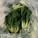 広東白菜(カントンパクチョイ)1kg