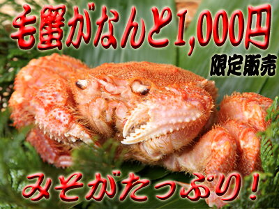 激安！毛蟹が驚きの1000円！みそがたっぷり詰まってます！【毛ガニ】【ケガニ】【SBZcou1208】