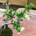 ★現品お届け★【長寿梅】ミニ盆栽 盆栽 可愛い花 四季咲き 縁起 盆栽初心者 初めての盆栽 グリーン 観葉商物 くつろぎ空間 癒し おうち時間
