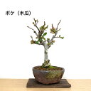 ★現品お届け★【木瓜(ぼけ)】ミニ盆栽 盆栽 丸い花 可愛い花 盆栽初心者 初めての盆栽 グリーン 観葉商物 くつろぎ空間 癒し おうち時間