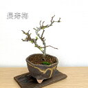 ★現品お届け★【長寿梅】ミニ盆栽 盆栽 可愛い花 縁起が良い 盆栽初心者 初めての盆栽 グリーン 観葉商物 贈り物 くつろぎ空間 癒し おうち時間