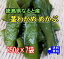 【徳島県なると産】塩蔵茎わかめもと茎部(芽かぶ)250g×7袋コリコリの食感が人気!!栄養タップリ茎わかめ【送料無料】宅急便にて発送致します※北海道・沖縄は別途送料※内容量、価格を変更しました