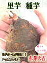 【予約商品】里芋種子 赤芽大吉芋 1kg【里芋】【里芋種芋】...