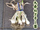 【予約商品】九条ネギ 干し葱苗 200g