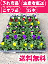 【予約商品10月後半より出荷】【本州送料無料 生産者直送苗】花付 ビオラ苗 32本 花色たくさん