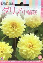 ダリア球根 中輪咲 涼月 1球入り