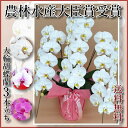 胡蝶蘭3本立ち・胡蝶蘭(コチョウラン)胡蝶蘭3本立ち大輪/開店祝い/還暦祝い/お祝い・胡蝶蘭 3本立ち/胡蝶蘭 送料無料/お祝い花・開店祝い・お祝い花・お供え花・ 竣工式落成式 お歳暮株主総会はなやか母の日