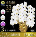 胡蝶蘭3本立ち・胡蝶蘭(コチョウラン)胡蝶蘭3本立ち大輪/開店祝い/還暦祝い/お祝い・胡蝶蘭 3本立ち/胡蝶蘭 送料無料/お祝い花・開店祝い・お祝い花・お供え花・ 【ラン・胡蝶蘭】胡蝶蘭 お祝い・お祝い返し・還暦・喜寿・米寿 竣工式落成式 お歳暮株主総会母の日はなやか