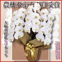胡蝶蘭3本立ち・胡蝶蘭(コチョウラン)胡蝶蘭3本立ち大輪/開店祝い/還暦祝い/お祝い・胡蝶蘭 3本立ち/胡蝶蘭 送料無料/お祝い花・開店祝い・お祝い花・お供え花・ 【ラン・胡蝶蘭】胡蝶蘭 お祝い・お祝い返し・還暦・喜寿 竣工式落成式 お歳暮株主総会母の日はなやか