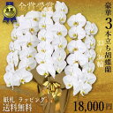 胡蝶蘭3本立ち・胡蝶蘭(コチョウラン)胡蝶蘭3本立ち大輪/開店祝い/還暦祝い/お祝い・胡蝶蘭 3本立ち/胡蝶蘭 送料無料/お祝い花・開店祝い・お祝い花・お供え花・ 【ラン・胡蝶蘭】胡蝶蘭 お祝い・お祝い返し・還暦・喜寿・米寿 竣工式落成式 お歳暮株主総会母の日はなやか