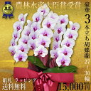 胡蝶蘭3本立ち・胡蝶蘭(コチョウラン)胡蝶蘭3本立ち大輪/開...