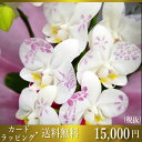化粧蘭/ミディ化粧蘭3本立ち/ミディ化粧蘭3本立ち/ミディ化粧蘭プラチナ(ケショウラン)/スマステ/ 竣工式落成式 お歳暮株主総会母の日はなやか