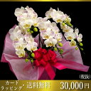化粧蘭/ミディ化粧蘭5本立ち/ミディ化粧蘭5本立ち/ミディ化粧蘭プラチナ(ケショウラン)/スマステ/ 竣工式落成式 お歳暮株主総会母の日はなやか