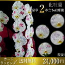 化粧蘭/化粧蘭2本立ち/化粧蘭2本立ち大輪/化粧蘭プラチナ(ケショウラン)/スマステ/ 竣工式落成式 お歳暮株主総会母の日はなやか
