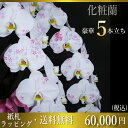 化粧蘭/化粧蘭5本立ち/化粧蘭5本立ち大輪/化粧蘭プラチナ(ケショウラン)/スマステ/ 竣工式落成式 お歳暮株主総会母の日はなやか