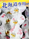 北海道専用 化粧蘭3本立ち 胡蝶蘭