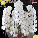 化粧蘭/化粧蘭5本立ち/化粧蘭5本立ち大輪/化粧蘭プラチナ(ケショウラン)/スマステ/ 竣工式落成式 お歳暮株主総会はなやか正月