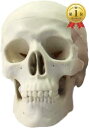 ショッピング小型 【楽天ランキング1位入賞】頭蓋骨 頭部 顎関節 人体 模型 可動 タイプ 学校 医学 教材 展示 装飾 デッサン 用(小型)