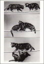ポストカード 【モノクロ写真】「綱渡りをする猫」(HZN65...