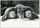 ポストカード 【モノクロ写真】「3羽のうさぎ」