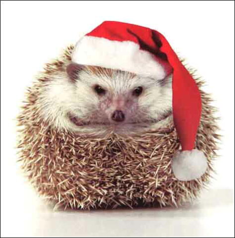 グリーティングカード 【クリスマス】サンタ帽をかぶったハリネズミ【封筒付き/白】【封筒サイズ/128×128mm】【中面/「With Best Wishes for Christmasand the New Year」の文字あり】(ATBX0137-1)