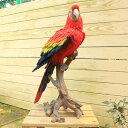 雑貨置物・フィギュア:トロピカル インコ コンゴウインコ 超特大*w-455