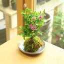 【即日出荷可】苔玉:睡蓮木(益子焼三角霜降受け皿付)*すいれんぼく【送料無料】