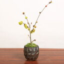 ミニ盆栽：土佐水木（とさみずき）信楽焼小鉢*【送料無料】日本の四国原産の美しい春の花木！bonsai