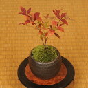 【即日出荷可!】プチ盆栽:南天* 黒丸鉢