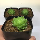 多肉植物:ハオルチア オブツーサhyb.シンビフォルミス系*3cm
