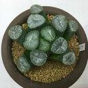 多肉植物:ハオルチア 万象 N203*7cm【現品!一品限り】