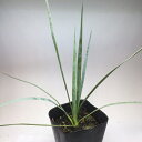 観葉植物:ユッカ ロストラータ*樹高30cm