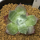 多肉植物:ダドレア プルペルレンタ 雪山*幅5.5cm