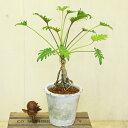 観葉植物:クッカバラ*モスポット バークチップ