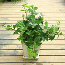 観葉 鉢花 実物 寄せ植え:ツルヤブコウジ 陶器鉢*ホワイト つるやぶこうじ 受け皿付き