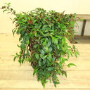 観葉植物:エスキナンサス マルメラータ*陶器鉢ブラウン 受け皿付き