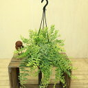 観葉植物:エスキナンサス ボレロ ビコローレ*吊り鉢