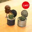 観葉植物:サボテンブリキカップ植え*8.5cm 2個セット