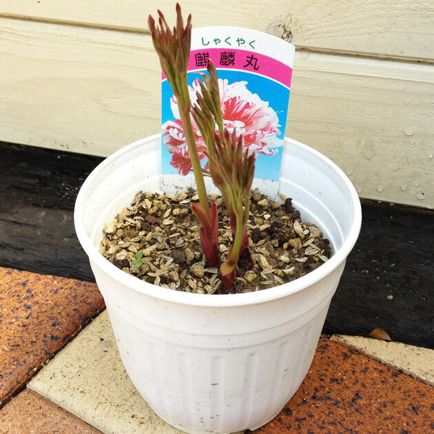 シャクヤク（芍薬） 麒麟丸【お花終わりました】濃赤色のマーブルの花びらが美しいです☆