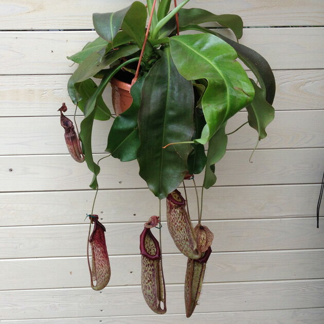 【食虫植物】ウツボカズラ(ネペンテス)“ミランダ”(吊り鉢)捕食袋も20cm以上あって大きい！