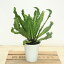 観葉植物:アスプレニウム ラスタ*プラポット